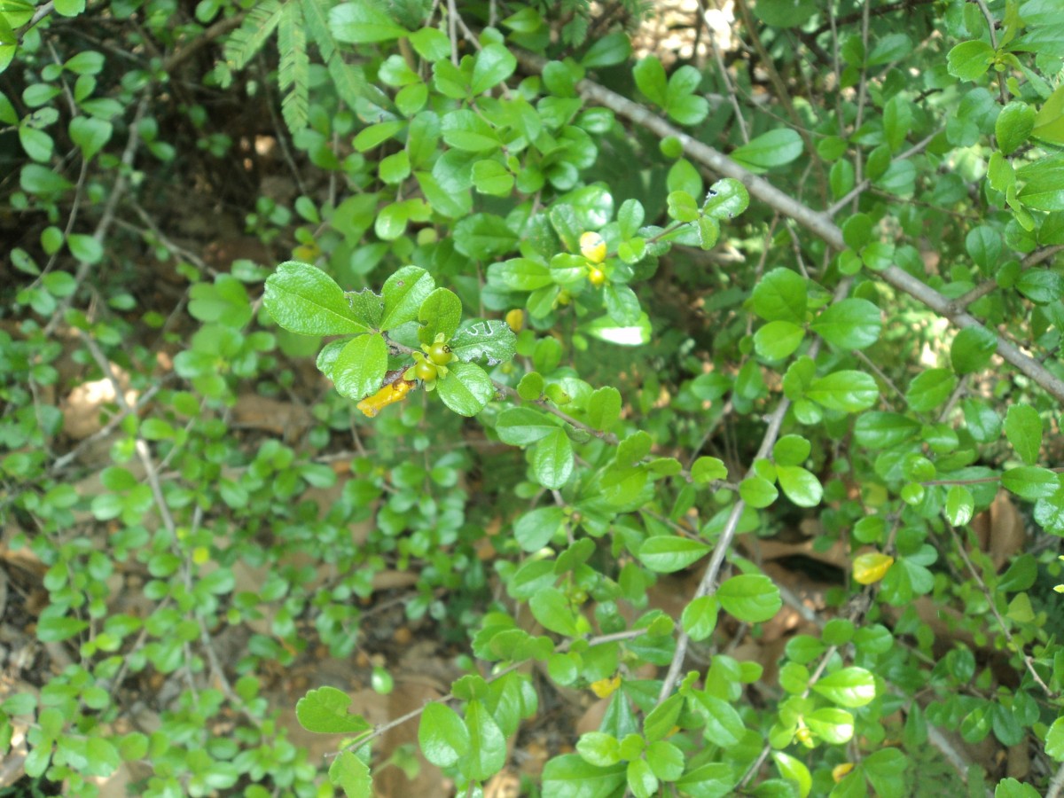 Ehretia microphylla Lam.